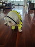 CHU XING JIA 狗狗雨衣全包卡通防水四腳幼犬秋冬寵物衣服泰迪透明雨衣寵物 可愛(ài)蜜蜂L（胸圍53cm背長(cháng)37cm 曬單實(shí)拍圖