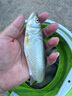 紅狼（REDWOLF）TAV8編PE線(xiàn)路亞線(xiàn)超強(qiáng)拉力X8魚(yú)線(xiàn)順滑遠(yuǎn)投海竿船釣線(xiàn)釣魚(yú)線(xiàn) 220米8編淺綠色 0.6號(hào) 曬單實(shí)拍圖