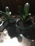 買多送多百芳緣  盆栽花卉君子蘭盆栽  名貴花卉 盆景精品綠植園藝庭院陽臺(tái)綠化圓頭和尚彩蘭 短葉圓頭和尚 5-6片葉子還可以 曬單實(shí)拍圖