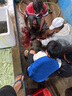 愚港 鱷魚(yú)整只整條 活物活體現(xiàn)殺整條順豐發(fā)貨合法養(yǎng)殖 鱷魚(yú)生鮮肉 整只約 25斤 曬單實(shí)拍圖
