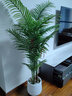 瑯闕仿真植物散尾葵北歐風(fēng)裝飾客廳落地大型盆栽室內盆景擺件樹(shù)假綠植 1.6米散尾葵 帶白色花盆 曬單實(shí)拍圖