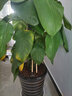 胡麗散尾葵盆栽大型綠植盆栽散尾葵鳳尾竹室內客廳辦公室花卉盆栽植物 散尾葵1.5米（黑螺紋瓷盆） 曬單實(shí)拍圖