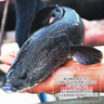 品鮮肴淡水魚生態(tài)黑魚烏魚財魚漁民野外捕獲鮮活魚現(xiàn)殺 煲湯補(bǔ)生鮮水產(chǎn) 凈膛后1kg/條【2.5斤稱重現(xiàn)殺】 曬單實拍圖