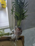 中夢(mèng)袖珍椰子水培植物富貴椰子盆栽綠植室內水養花卉散尾葵觀(guān)葉小盆景 小椰子8株（20-25cm） 曬單實(shí)拍圖