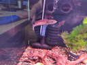 速倍妥魚(yú)護士消化菌硝化細菌非魚(yú)藥水族益生菌魚(yú)缸水質(zhì)清澈劑水質(zhì)穩定劑 水無(wú)痕 5L 曬單實(shí)拍圖
