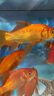 長(zhǎng)尾大紅草金魚鳳尾活魚冷水觀賞魚好養(yǎng)耐活淡水魚紅草魚短尾草金 18-20cm紅草3條 曬單實(shí)拍圖