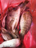 希格曼 魚線巨魚A60大物線主線耐磨原絲魚線強(qiáng)拉力釣魚線青鱘黑坑子線 巨魚A50主線【正裝】50米 14號(hào) 曬單實(shí)拍圖