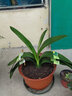 惜林園君子蘭苗四季君子蘭盆栽老苗室內植物圓頭和尚好養大小苗當年開(kāi)花 金冠10-12片葉子+君子蘭肥料 不含盆 曬單實(shí)拍圖