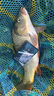 千壽釣線(xiàn)柔軟魚(yú)線(xiàn)日本進(jìn)口超強拉力競技黑坑尼龍線(xiàn)釣魚(yú)線(xiàn) 子線(xiàn)1.5 曬單實(shí)拍圖