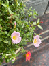闊寬葉單瓣太陽(yáng)花枝條帶花苞耐熱好養(yǎng)活的花卉陽(yáng)臺(tái)庭院15元包郵 寬葉橙紅10枝【帶花苞易成活】 無(wú)根枝條7天左右出根 曬單實(shí)拍圖