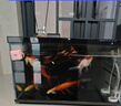觀(guān)賞魚(yú)金魚(yú)冷水魚(yú)好養(yǎng)活體淡水魚(yú)小金魚(yú)鴻運(yùn)當(dāng)頭丹頂紅獅子頭活魚(yú) 10-11厘米混搭金魚(yú)5條+送魚(yú)糧 曬單實(shí)拍圖