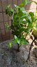 棗樹(shù)苗 盆栽地栽冬棗樹(shù)苗 當年結果南北方種植嫁接樹(shù)苗雪棗苗 5年盆栽苗 60cm(含)-69cm(含) 曬單實(shí)拍圖