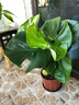 愛(ài)悅龜背竹盆栽龜背竹大苗原土發(fā)貨水培綠植室內客廳防輻射大盆栽?xún)艋?60-70厘米高3顆原盆原土發(fā)貨 不含盆 曬單實(shí)拍圖