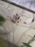 觀(guān)賞蝦魚(yú)缸除藻蝦水族活體淡水寵物好養易活小型米蝦吃藻套餐壹 成體金背40送10只備損 曬單實(shí)拍圖