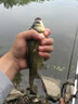 富源百川謀道綁好魚鉤成子線雙鉤防纏繞成品套裝魚鉤全套鯽魚鉤漁具釣魚 雙槽金海夕無(wú)刺6+7線號(hào)0.8+1.0 曬單實(shí)拍圖