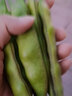辰實(shí)東北油豆角（順豐發(fā)貨中）新鮮蔬菜油豆角 面豆角 開鍋爛 5斤 （劃算） 曬單實(shí)拍圖
