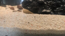 共度（Gong Du） 鱼缸装饰造景石底砂  鱼缸彩色沙子水族箱装饰品底沙 白贝壳沙3L约6斤 实拍图