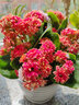 長(zhǎng)壽花盆栽重瓣花苗大花室內(nèi)綠植好養(yǎng)帶花苞觀花植物 長(zhǎng)壽花粉色(條紋陶瓷盆大號(hào)) 含盆 曬單實(shí)拍圖