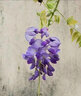 寶御安紫藤花樹(shù)苗耐寒耐旱爬藤植物豐花長(cháng)穗紫藤蘿庭院盆栽地栽好養花卉 紫藤花樹(shù)苗1.5公分粗 曬單實(shí)拍圖