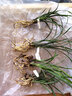云南室內蘭花苗老種客廳花卉盆栽蘭花蓮瓣蘭【素冠荷鼎】 組培4苗37 不含盆 曬單實(shí)拍圖