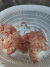 金科商用切肉機(jī)飯店用不銹鋼電動絞豬肉肉絲肉片小型多功能全自動鮮肉切片切絲切末臺式切菜機(jī)食堂家用 升級/單口/鐵齒 2.5 曬單實(shí)拍圖