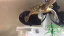 森森（SUNSUN）耀藍(lán)造浪泵魚(yú)缸水族箱沖浪泵造流吹糞便吹魚(yú)便 【森森·耀藍(lán)】吸盤(pán)款3W 適合50-60魚(yú)缸 曬單實(shí)拍圖