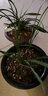 劉閣蘭花蘭花蕙蘭三星蝶花 鼎紅蕊蝶 冬帶花苞出售室內陽(yáng)臺花卉盆栽綠植草 3苗連體裸根關(guān)注送肥送說(shuō)明書(shū) 曬單實(shí)拍圖
