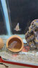 甄夢(mèng)漁野可繁殖組熱帶觀(guān)賞魚(yú)白金寶藍迷你鸚鵡魚(yú)種魚(yú)一對公母淡水卵生配對 繁殖雙魔2對(血鉆+鸚鵡)(6-7cm） 曬單實(shí)拍圖
