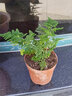 云竹盆栽文竹球唐山云竹矮生文竹矮云竹云松竹辦公室盆栽綠植云隱2 02原盆原土 帶盆栽好 曬單實(shí)拍圖