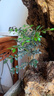 通沭小葉紫檀室內(nèi)盆栽綠植四季常青綠色植物 小葉紫檀+原盆源頭直發(fā) 曬單實拍圖