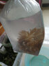 興國海（Singoseafarm）奶嘴?？?活體粉紅奶嘴熒光綠奶嘴 小丑魚(yú)共生?？爝f包活興國海 奶嘴?？?cm 曬單實(shí)拍圖