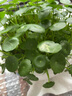 Only you【兩小時(shí)達】常春藤發(fā)財樹(shù)吊蘭盆栽室內綠植桌面室內開(kāi)業(yè)喬遷送禮 白掌（瓷盆隨機） 曬單實(shí)拍圖