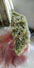 博咖（boncool） 圓形 菊花形 蛋撻錫紙 鋁箔蛋撻底托/蛋塔托/蛋撻模/小蛋糕容器 圓形鋁箔蛋撻托50個(gè)（一次性） 曬單實(shí)拍圖