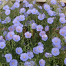 播種心情 藍花亞麻種子 多年生藍色花卉 花壇花鏡花海景觀(guān)矮生草花易活播種 藍花亞麻1000粒 曬單實(shí)拍圖