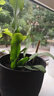 金枝景曇花苗室內(nèi)陽(yáng)臺(tái)庭院植物綠色盆栽盆景花卉曇花一現(xiàn)適合新手養(yǎng)殖 孔雀3年苗【當(dāng)年開(kāi)花20-30厘米高】 不含盆 曬單實(shí)拍圖