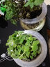 嘆為觀(guān)止水培盆栽  紅掌金鉆室內陽(yáng)臺 水培綠植辦公桌觀(guān)葉花卉盆景 新香草組合 含盆 曬單實(shí)拍圖