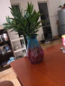 種花迷水培植物驅(qū)蚊竹柏水養(yǎng)盆栽綠植室內(nèi)花卉客廳辦公四季常青夏季 驅(qū)蚊竹柏5顆【送彩鉆瓶+營養(yǎng)液】 曬單實拍圖