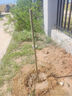 龍辰語(yǔ)柳樹(shù)苗垂柳苗速生竹柳樹(shù)苗垂柳小苗養金蟬柳樹(shù)苗河邊道路農田種植 青柳竹柳3厘米粗 苗 曬單實(shí)拍圖
