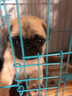 果粒之星純種巴哥幼犬狗狗活體巴哥犬八哥寵物狗幼崽哈巴狗巴哥小狗崽 寵物級 曬單實拍圖