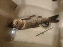 達億瓦（DAIWA）SIGHT SURF 海釣線(xiàn)魚(yú)線(xiàn) 投釣尼龍線(xiàn)母線(xiàn)主線(xiàn)日本進(jìn)口強拉力磯釣線(xiàn) 黃色 8號 曬單實(shí)拍圖