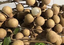 迎畔廣東高州石峽龍眼【順豐/JD-送貨上門】新鮮水果甜桂圓送禮 剪粒凈重4.5-5斤石峽龍眼 曬單實(shí)拍圖