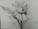 黑白花意 3 300例超寫實的花之繪（繪客出品） 曬單實拍圖