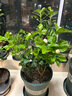 亞招虎頭茉莉花苗 茉莉花盆栽 庭院陽臺茉莉大花 重瓣 植物花卉 6年苗帶花發(fā)貨 不含盆 曬單實(shí)拍圖