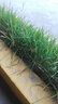夢(mèng)族園林（MENGZUYUANLIN） 黑麥草種子四季牧草高產(chǎn)耐寒多年生牧草種子牛羊兔雞鵝魚(yú)草籽 特高黑麥草寬葉一斤 曬單實(shí)拍圖