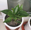 意軒天堂鳥(niǎo)鶴望蘭盆栽盆景辦公室植物大型植物盆景家居綠植 紅色 40厘米 曬單實(shí)拍圖