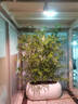仿真竹子盆景假竹子屏風(fēng)隔斷細(xì)水竹室內(nèi)外綠植物落地裝飾加密?chē)鷵?2米多叉細(xì)水竹1根 曬單實(shí)拍圖
