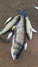 櫻島鰱鳙釣組鰱鳙鉤水怪籠釣釣餌籠花白鰱魚鉤套裝爆炸鉤釣組漁具 圓頭夜光款14號(hào)【一盒2套】 曬單實(shí)拍圖