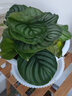 傾顏蘋(píng)果竹芋孔雀竹芋貓眼竹芋新飛羽小仙女盆栽芋彩虹竹芋室內鳥(niǎo)巢蕨 蘋(píng)果竹芋約30厘米（含塑料原盆原土） 曬單實(shí)拍圖