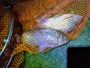 富源百川帝道漢鯽魚竿手桿超輕超細(xì)碳素臺釣竿鯉魚竿高碳輕量版鯽桿野釣竿 6.3m 漢鯽19調(diào)+竿稍 曬單實拍圖