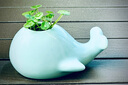 京衛(wèi)家居水培陶瓷擺件 創(chuàng)意鯨魚大象青瓷小花瓶 茶道花插時尚個性花器 鯨魚-粉青 曬單實拍圖